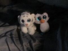 Ziggy an Pengi