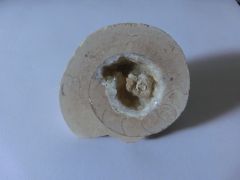 Ammonite 3