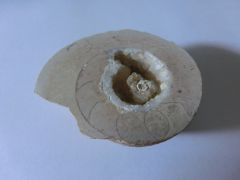 Ammonite 2
