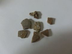 Dinosaur eggshell fragments