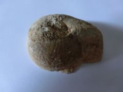 Ammonite 1