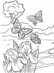 Butterflies Looking For Spring Flower Coloring Page