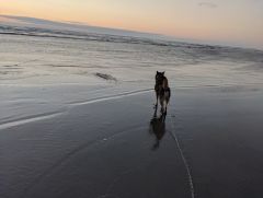 Chief at the beach
