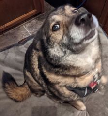 An Animal