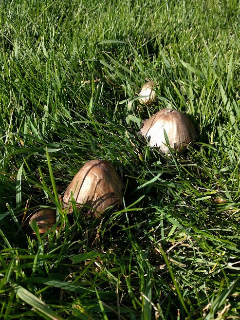 large.mushies.jpg.ea4460599049aa86e61f5912ba4fb857.jpg