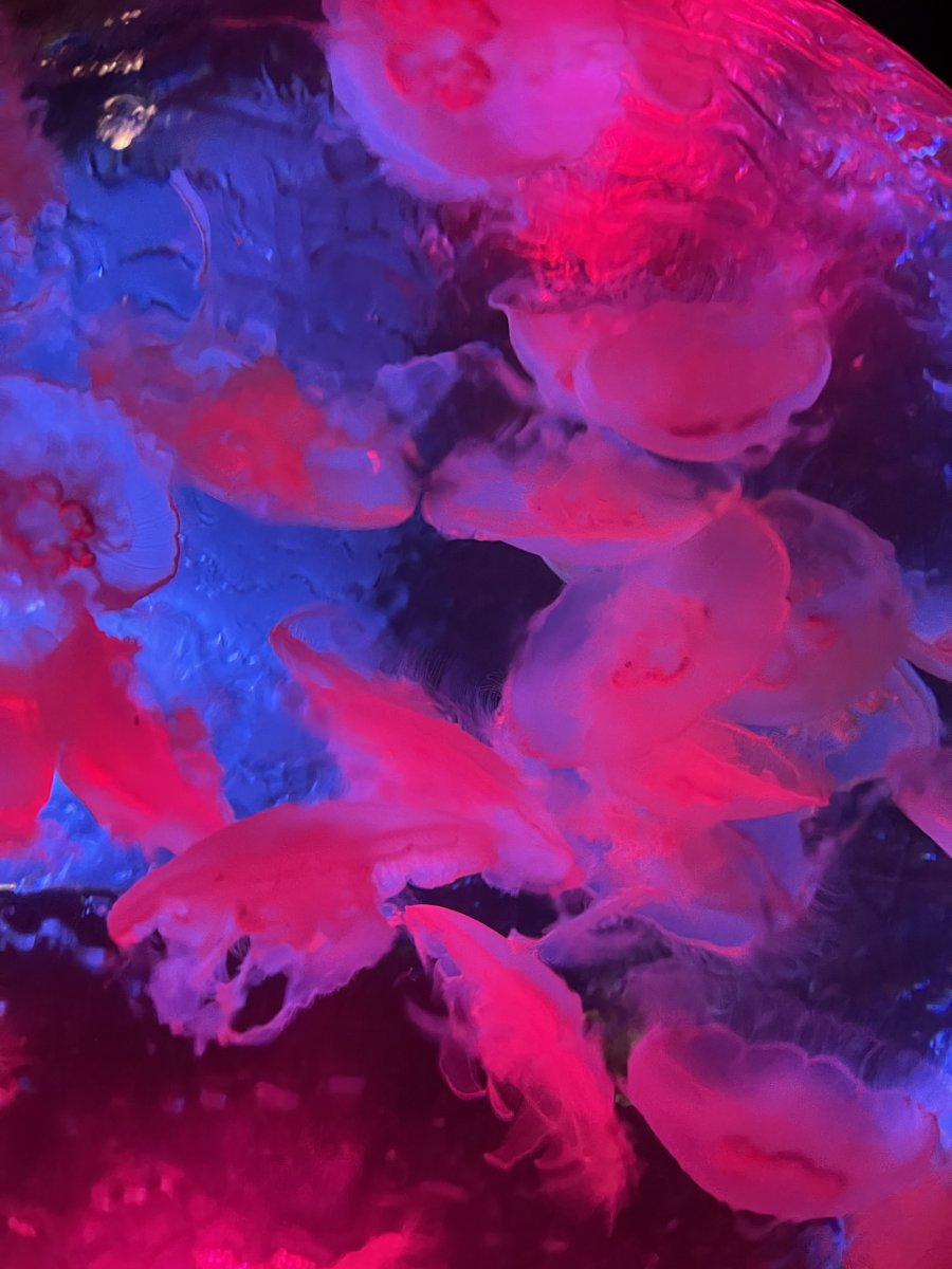 large.0B15A7FF-F2F9-4D94-B611-E627C9B245B2.jpeg.573c4769d4018bfce3f818c47c7e4566.jpeg