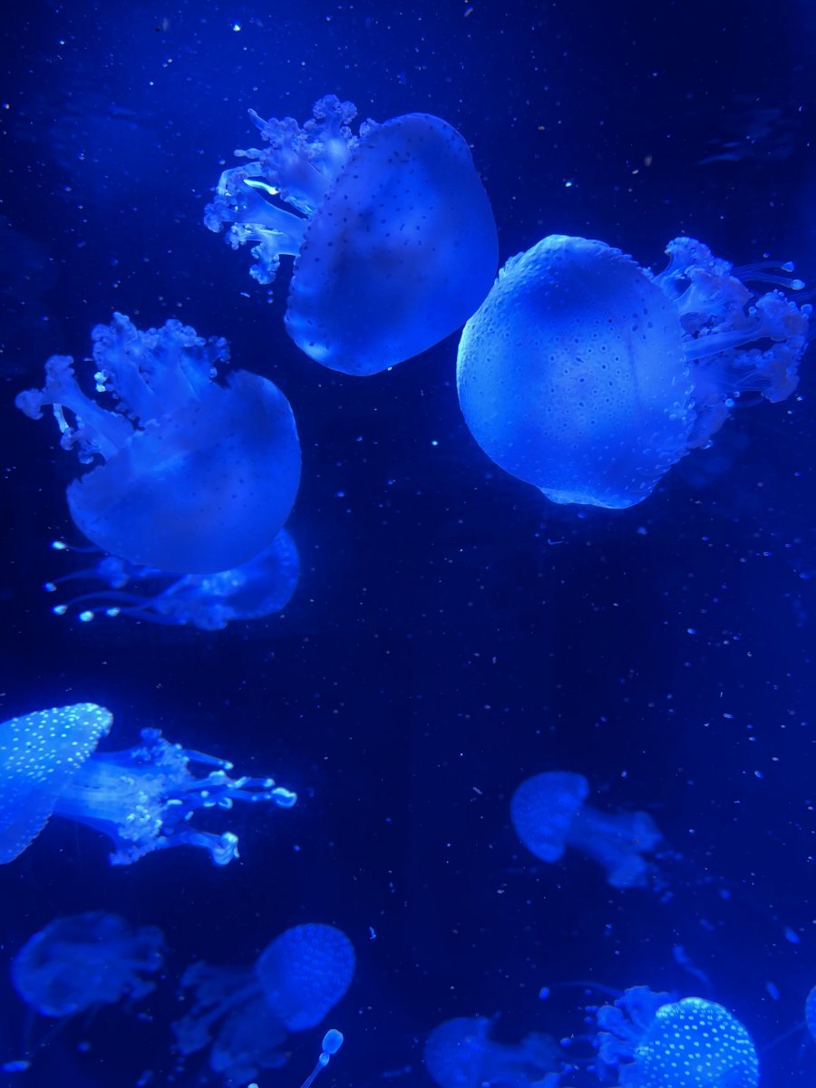 large.6D7B6B4A-30ED-457F-88C7-6815B8A0A875.jpeg.292c15cf3624fabf15d740e4110735a1.jpeg