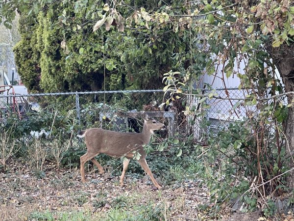 Little deer !