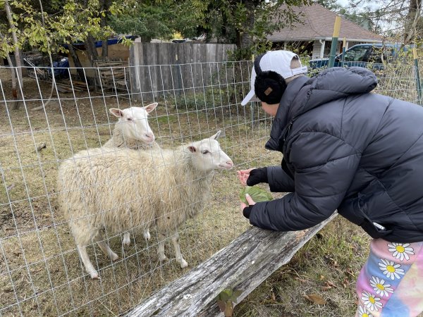 Seeing animals all over is so nice !