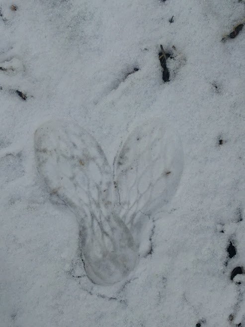 large.346820572_SnowBunny.jpg.857123c5ee9386678d1093c4fe3a5ea5.jpg