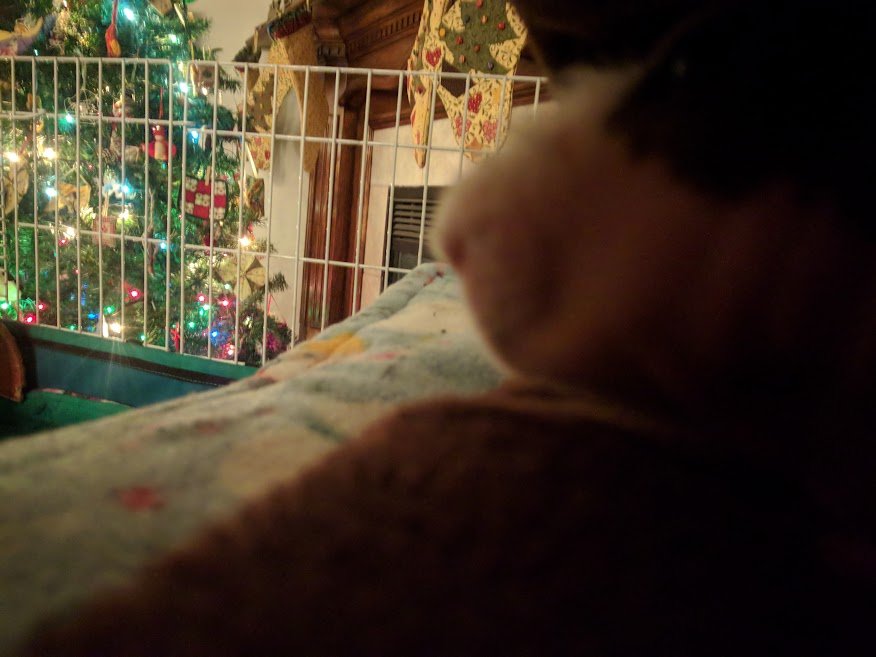large_Tree.jpg.5f740d68cdc0cbb9bcd0f8036044e0c9.jpg