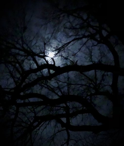 Night Walk #1 🖤 🌙