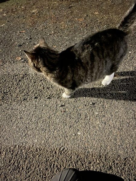 Night walk # 10