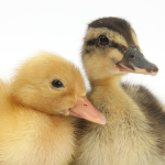 Mr. Ducky