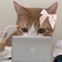 prettykitty12345