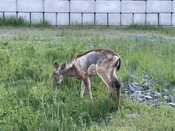 Deer on my walk