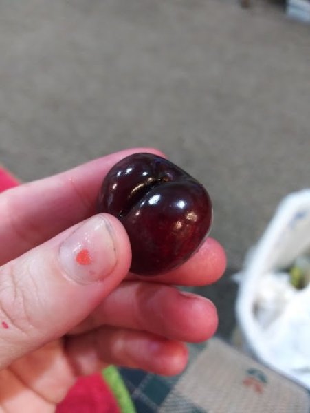 Cherry Butt