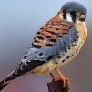 Kestrel