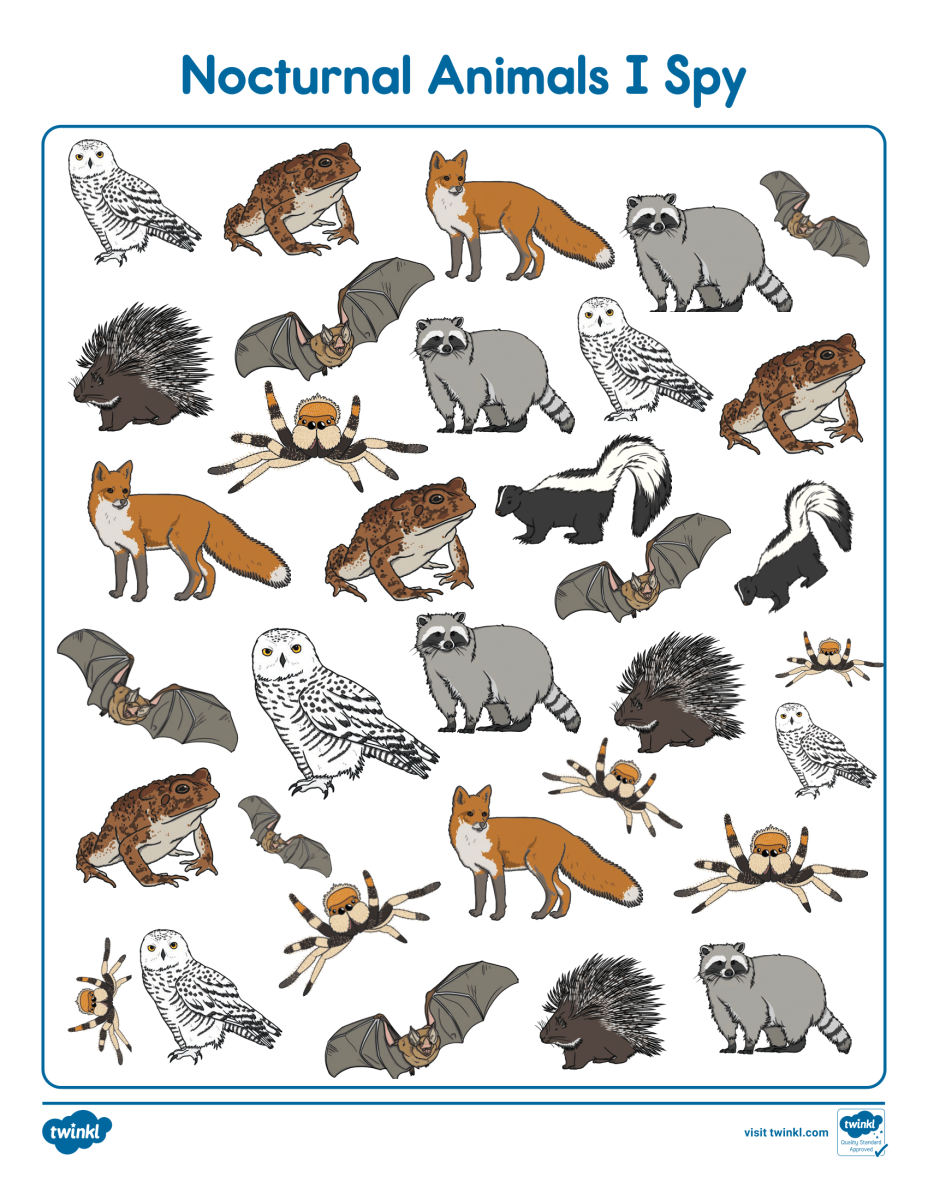 large.nocturnal-animals-i-spy-activity-us-s-229_ver_1-1.png.0a4abcaa5d8bd5a847713f0b09bdbfa6.png