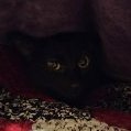 browneyedgirl