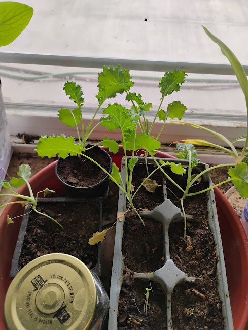 large.Kalesprouts.jpg.34f817d857abab8f2802d2a70f931386.jpg