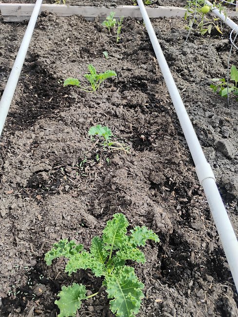 large.babykale.jpg.92d4f50ca3fe7b24ba0507f6cb1df281.jpg
