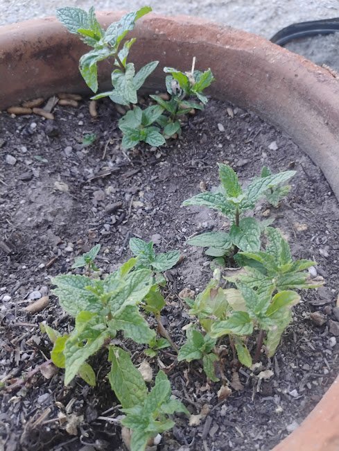 large_mint.jpg.7f88bebf858aaab2e64c4d7c41cd829e.jpg