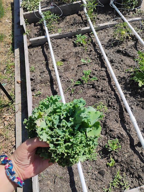 large.Kaleharvest.jpg.2654cbe1e8eb8f70db5245d4e2b4fa44.jpg