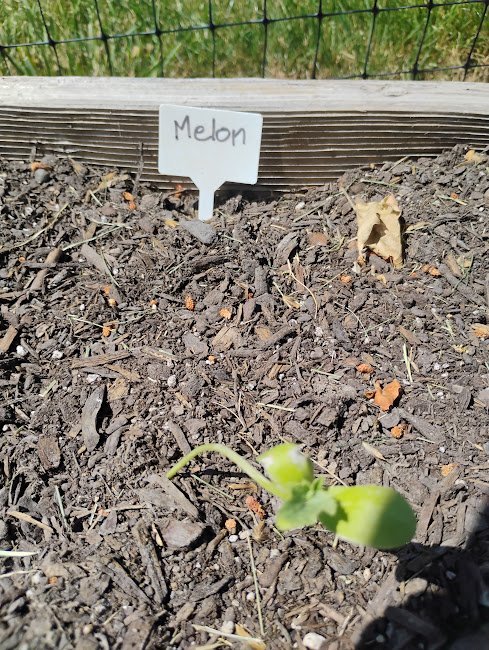 large.watermelonseedling.jpg.9c4d52783ecd4dd7f05ba7db4a5612e8.jpg