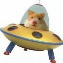 lilykitty