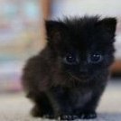 Princess Arctic Wolfiex