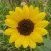 Little Sunflower
