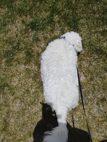 Walkies 23