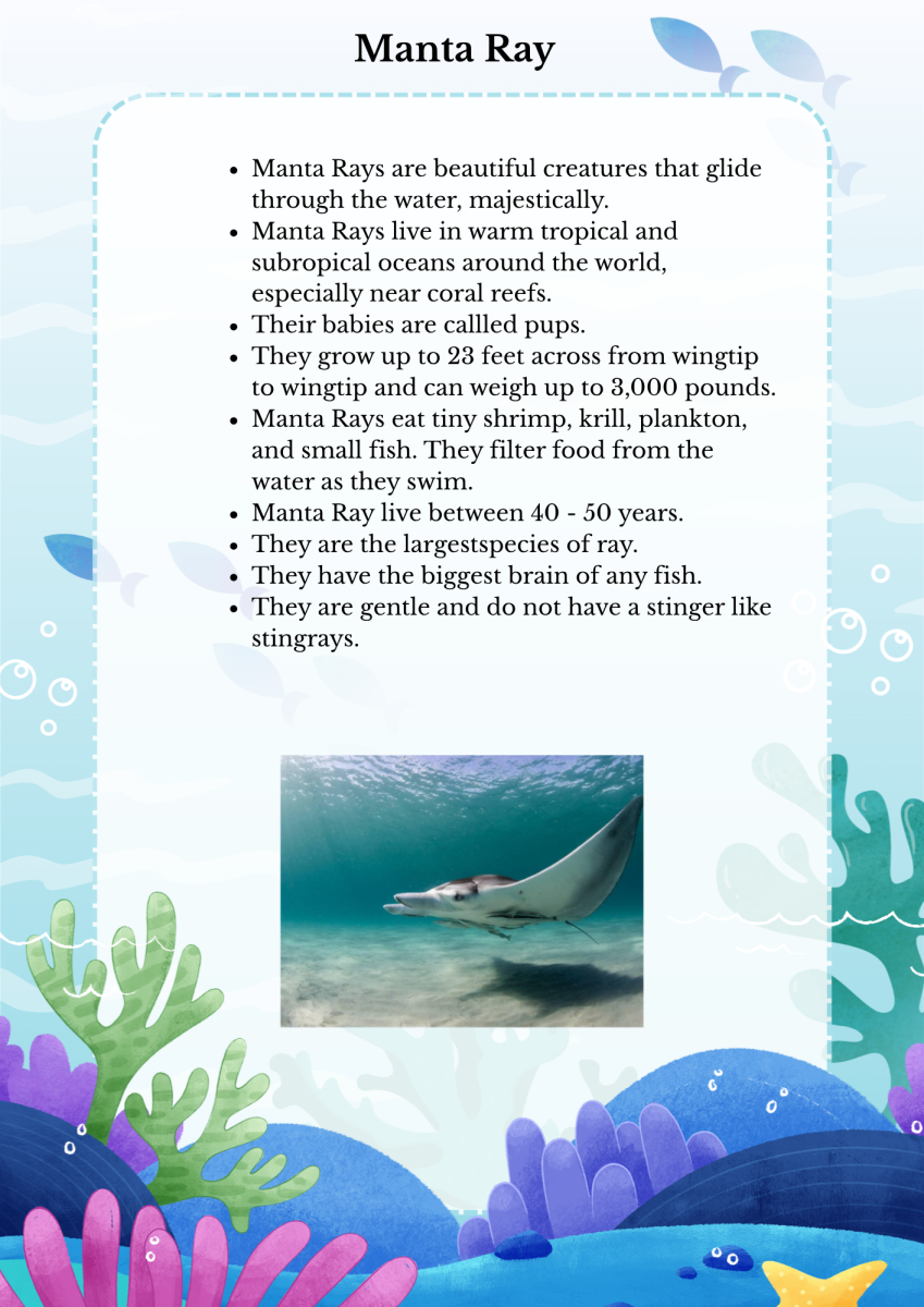 large.MantaRay.png.c0c3a2d1602e74c1ed29d11982e21a47.png