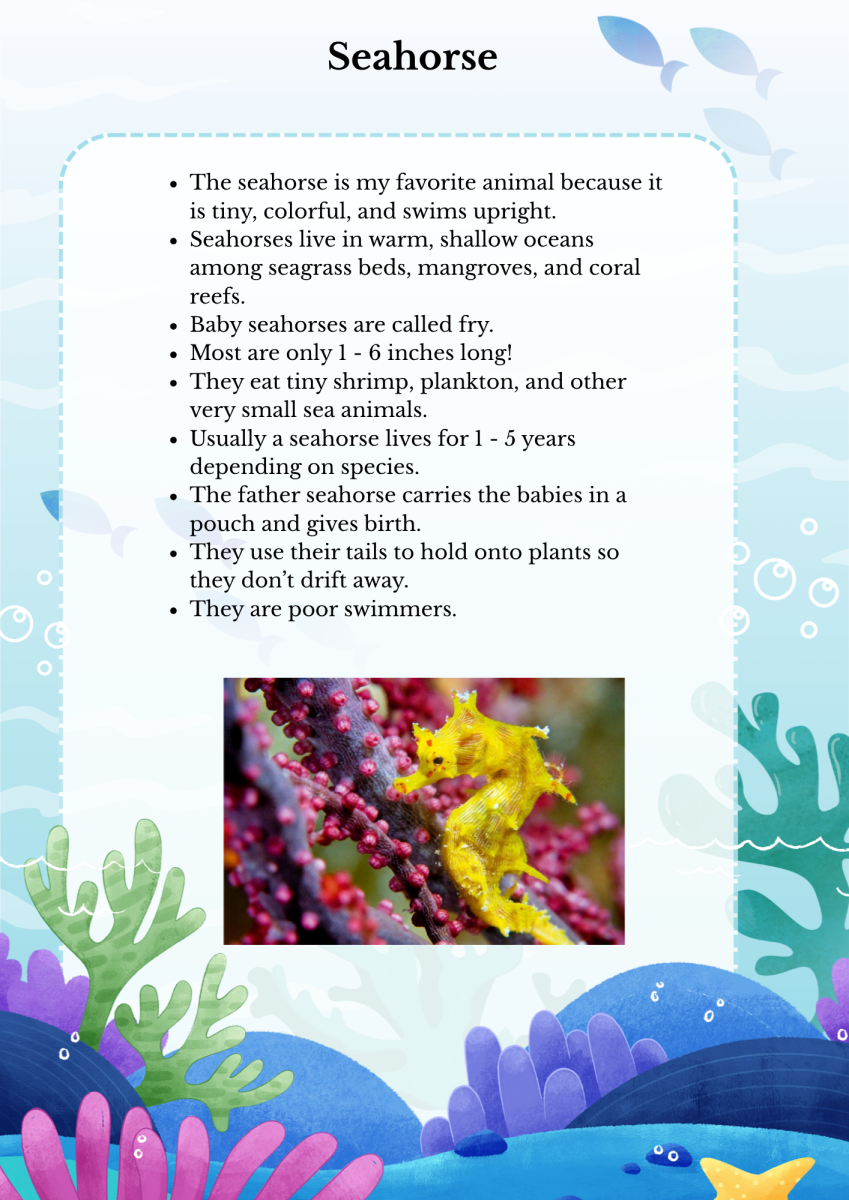 large.Seahorse.png.926b35810a2d40184d77fda2e3a5ff8b.png