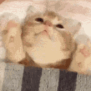 Tofu Kitty