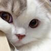 Fifi