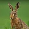 BigNutBrownHare