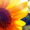 SunshineRay