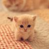 little kitten:)
