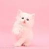 plasmakitty