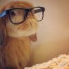 BunnyBabe