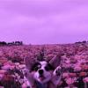 Lilpanda7