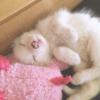FoxPrincess