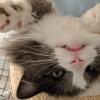 mommycat