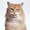Alliecat