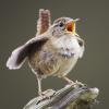 FledglingWren