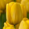 smolyellowtulip