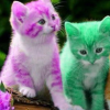 Little minxie