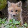 Lost_Kit